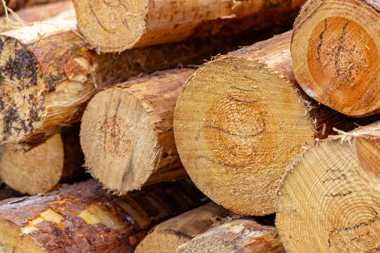 A Stacked wooden logs texture background, natural timber pile close up showing cut tree trunks, forestry industry concept with organic brown wood material