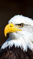 Obraz premium Close-up of an eagle's head. Sharp focus