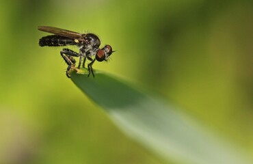 The insect in the image is a Robber Fly, belonging to the family Asilidae. 