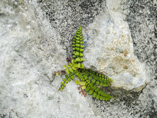 Vibrant green fern growing on a rocky surface in a natural setting during daylight