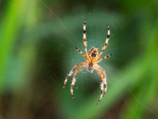 Spider weaving an intricate web in a lush garden during a sunny afternoon