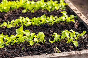 Fresh organic lettuce in a rural greenhouse. Rows of lettuce seedlings. Lettuce ready to pick for a fresh summer salad. Salad plants in greenhouse with automatic irrigation watering system.