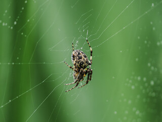 Spider spins a delicate web in a lush green background during a sunny afternoon