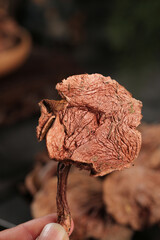 Dried Porcini Mushroom Held in Hand - Premium Culinary Ingredient for Gourmet Cooking