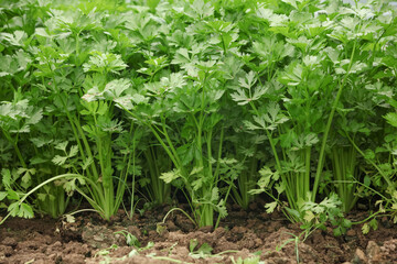 Fresh Watercress Growing in Farm Field - Organic Leafy Green Vegetables in Rich Soil
