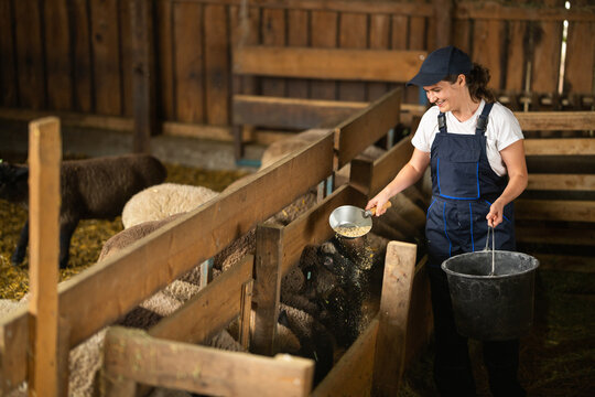 Farmer feeding sheep in barn on organic farm
