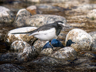 水辺のセグロセキレイ