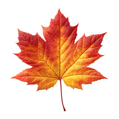 Fototapeta premium Autumn maple leaf with vibrant orange and yellow gradient isolated on black. Colorful fall maple leaf in bright orange and yellow tones on dark background.