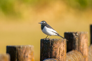 柵にとまるセグロセキレイ