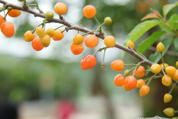Fresh Ripe Cherries on Tree Branch in Home Orchard Garden