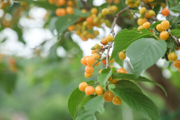 Fresh Yellow Cherries Hanging on Tree Branch in Orchard Ready for Picking