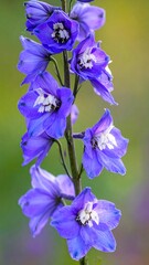 Close-up of vibrant purple flowers (6)