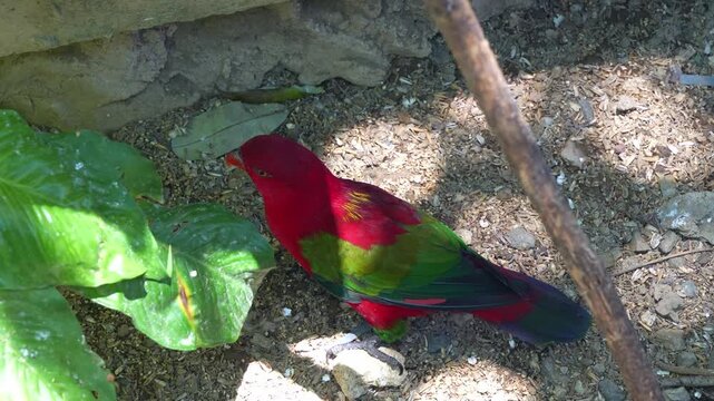 A vibrant red Chattering Lory (Lorius garrulus) is spotted foraging on the ground, close up shot.