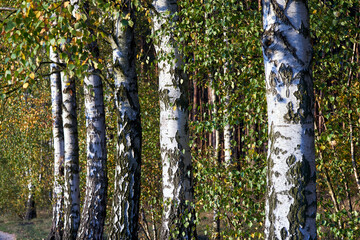 Close-up of white bark on trees in a birch grove during autumn