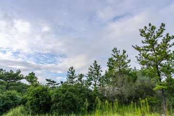 Fototapeta premium 木々と空