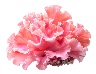 A coral-pink flower with deeply ruffled, layered petals, exhibiting a delicate texture and a slightly darker pink center, isolated on a black background