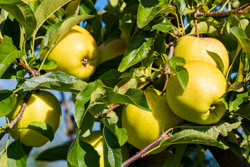 Quitten am Baum  - Ökologischer Obstanbau