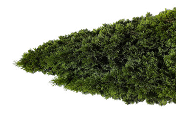  Photo of a Thuja occidentalis tree on a transparent background