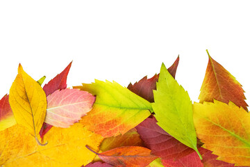 Fallen autumn leaves at the bottom of the composition. Isolated on a transparent background.