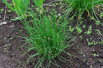 Fresh chives growing in garden with small purple flowers