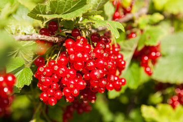 Johannisbeeren am Strauch - Ökologischer Obstanbau