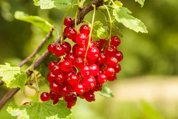 Johannisbeeren am Strauch - Ökologischer Obstanbau © Daniel Bahrmann