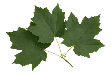 Cluster of green maple leaves isolated on white background. Fresh summer foliage branch in natural detailed view.