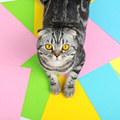 Tabby cat on colorful triangles