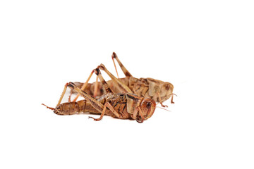 Fresh Edible Grasshoppers Isolated on White Background - Sustainable Protein Farm Food