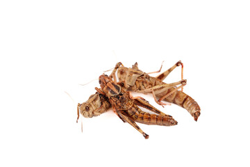 Fresh Farm Grasshoppers Edible Insects Alternative Protein Food Source White Background