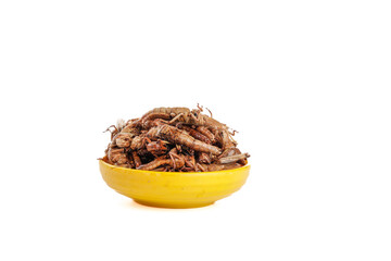 Edible Insects Grasshoppers in Yellow Bowl Alternative Protein Food Concept