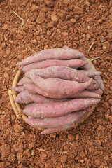 Freshly Harvested Sweet Potatoes in Wicker Basket on Farm Soil - Organic Agriculture Produce