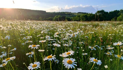 Sunny meadow of daisies