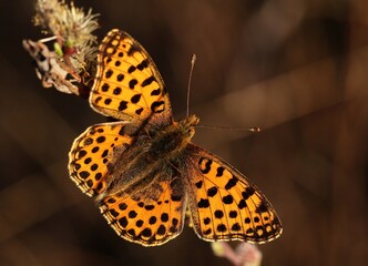 A Queen of Spain Fritillary (Issoria lathonia) butterfly. 