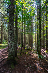 Hiking trail in Apuseni forest