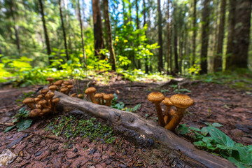 Honey fungus on forest log