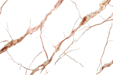 Intricate network of branching, light-tan lines against black