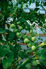 Close-up of a bunch of unripe green cherry tomatoes growing on a vine. A home garden.