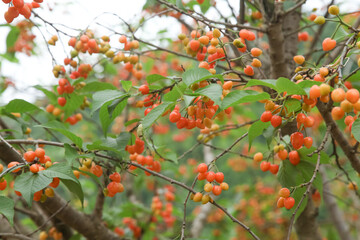 Fresh Ripe Cherries on Tree Branches in Domestic Orchard Ready for Harvest Picking