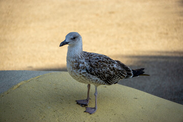 A seagull is standing on a yellow surface