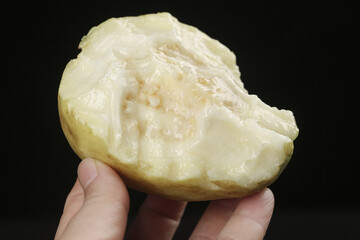 Fresh Guava Fruit Slice Showing White Cream Flesh and Seeds Held in Hand