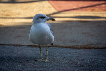 A seagull is standing on a sidewalk