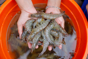 Human hand holding fresh shrimp (vaname shrimp or white leg shrimp) © Bastera rusdi