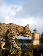 Tabby cat outdoors
