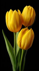 Vibrant yellow tulips with smooth petals and green leaves are beautifully arranged against a black backdrop, highlighting their freshness and elegance in a striking floral display