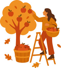 people picking fresh harvest from apple trees in autumn. Farmer with basket gathering local crops from orchard plant. Colored flat graphic vector illustration isolated on white background