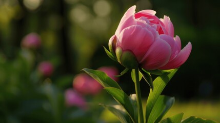 Obraz premium Romantic Flower Vignettes: Red/Pink Blossoms, Isolated Roses & Beautiful Garden Flora
