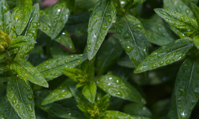 Water droplets on a densely packed plant leaf