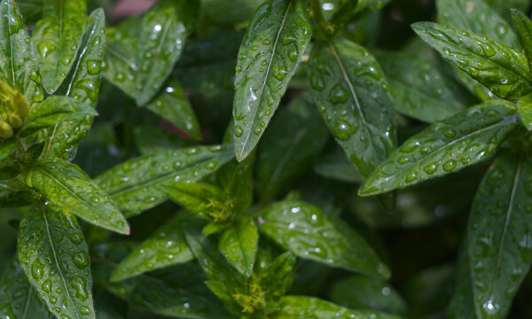 Water droplets on a densely packed plant leaf