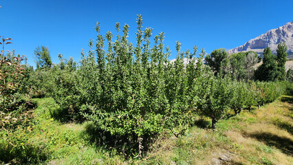 Traditional Amasya variety apple orchards in Çamardı, Niğde, in the autumn after the harvest